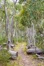 Native Australian vegetation in Kosciuszko National Park, NSW, Australia. Royalty Free Stock Photo