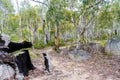 Native Australian vegetation in Kosciuszko National Park, NSW, Australia. Royalty Free Stock Photo