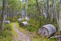 Native Australian vegetation in Kosciuszko National Park, NSW, Australia. Royalty Free Stock Photo