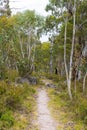 Native Australian vegetation in Kosciuszko National Park, NSW, Australia. Royalty Free Stock Photo