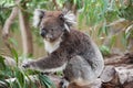 Native Australian Koala Royalty Free Stock Photo