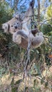 Young koala hanging from a gum tree branch Royalty Free Stock Photo