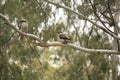Native Australian Kookaburras in a forest of gumtrees