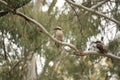 Native Australian Kookaburras in a forest of gumtrees