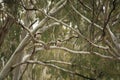 Native Australian Kookaburras in a forest of gumtrees