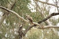 Native Australian Kookaburras in a forest of gumtrees