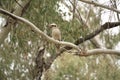 Native Australian Kookaburras in a forest of gumtrees