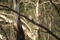 Native Australian Kookaburras in a forest of gumtrees Royalty Free Stock Photo