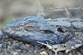 Native Australian lizard called a Water Dragon