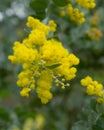 The native Australian plant Pearl Acacia with bright golden flowers also know as Acacia Podalyriifolia Royalty Free Stock Photo