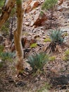 Native Australian plants