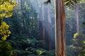 Native Australian rainforest.