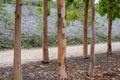 Native Australian Silver Birch Trees in the Royal Botanic Gardens Royalty Free Stock Photo