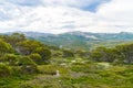 Native Australian vegetation in Kosciuszko National Park, NSW, Australia. Royalty Free Stock Photo