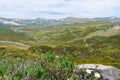 Native Australian vegetation in Kosciuszko National Park, NSW, Australia. Royalty Free Stock Photo