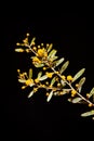 Native Australian Wattle Royalty Free Stock Photo