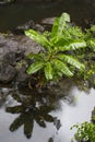 Native Banana Tree in Rainforest Creek