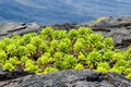 Native Beach Naupaka plant growing on black volcanic lava in Hawaii; Hill and more black lava in background. Royalty Free Stock Photo