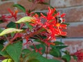 Native Bee Pollinating Firebush Flower Royalty Free Stock Photo