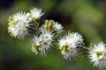 Native bee on white, honey-scented flowers of the Australian native Kunzea ambigua Royalty Free Stock Photo