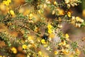 Native bee in yellow maleuca bush Royalty Free Stock Photo