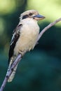 Native bird Australian laughing kookaburra