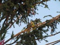 Bird monk parakeet (Myiopsitta monachus), Quaker parrot resting on a tree branch at sunset. Royalty Free Stock Photo