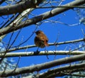 Native bird on the tree