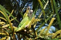 Cotorra, native bird of colombia Royalty Free Stock Photo