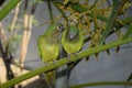 Cotorra, native bird of colombia Royalty Free Stock Photo