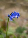 Native Bluebells Hyacinthoides non-scripta in English Woodland