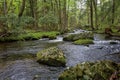 Native Brook trout stream in northern PA, USA Royalty Free Stock Photo
