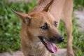 A native brown dog that is opening its mouth