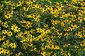 Native Brown-Eyed Susan is a herbaceous perennial. Royalty Free Stock Photo