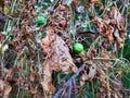 Native Bryony or Striped cucumber, Diplocyclos palmatus