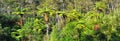 Native Bush Background Panorama, New Zealand