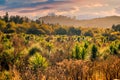 Native bush in the dawn light