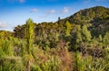 Native bush on a hillside