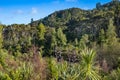 Native bush on a hillside