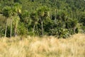 Native bush in New Zealand Royalty Free Stock Photo