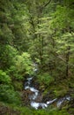 Native bush, New Zealand Royalty Free Stock Photo