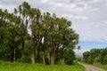 Native bush rolls down a hill, a stand of cabbage trees is at the front Royalty Free Stock Photo