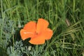 California orange poppy wildflower