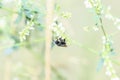 A Native Colorado Species the Two-spotted Long-horned Bee Melissodes bimaculatus Seeking Pollen on Beautiful White Flowers Royalty Free Stock Photo