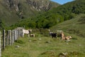 Native cow of the Navarrese Pyrenees