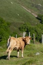 Native cow of the Navarrese Pyrenees Royalty Free Stock Photo