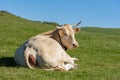 Native cow of the Navarrese Pyrenees