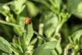 Native Cycloneda Lady Bug Royalty Free Stock Photo