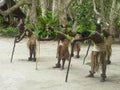 Native dancers in Vanuatu