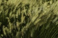 Native Decorative Landscape Grass